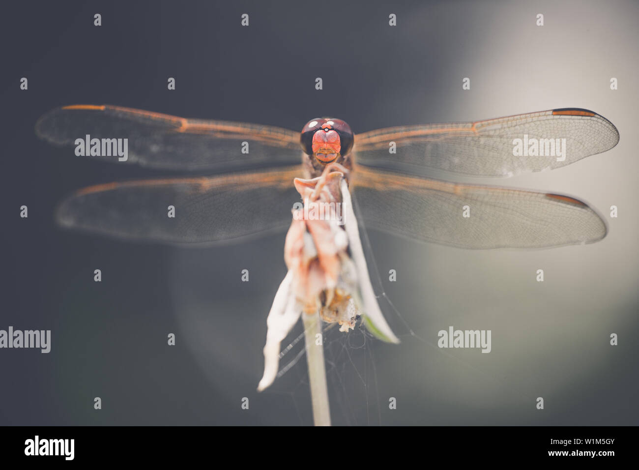 Flying Invertebrates fly wing dragonfly invertebrate biology Stock Photo - Alamy