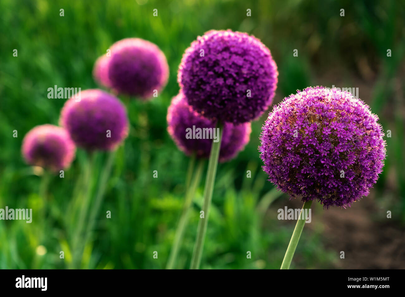 Giant violet Onion (Allium Giganteum) flowers blooming Stock Photo Alamy