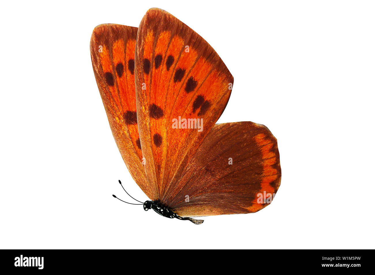 flying orange butterfly. natural insect. isolated on white background