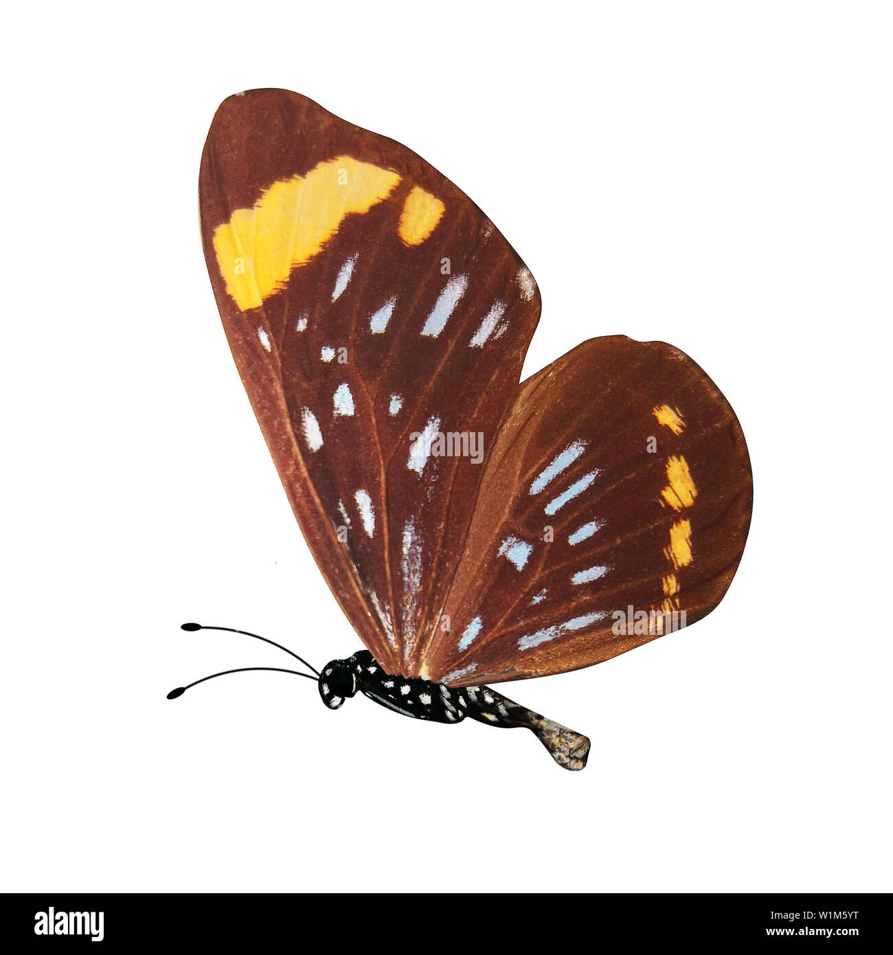 colorful butterfly isolated on white background Stock Photo - Alamy