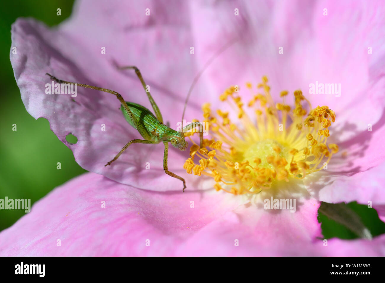 A Scudder's Bush Katydid looks for a meal on a Wild Rose at Carden Alvar Provincial Park in the Kawartha Lakes region of Ontario, Canada. Stock Photo