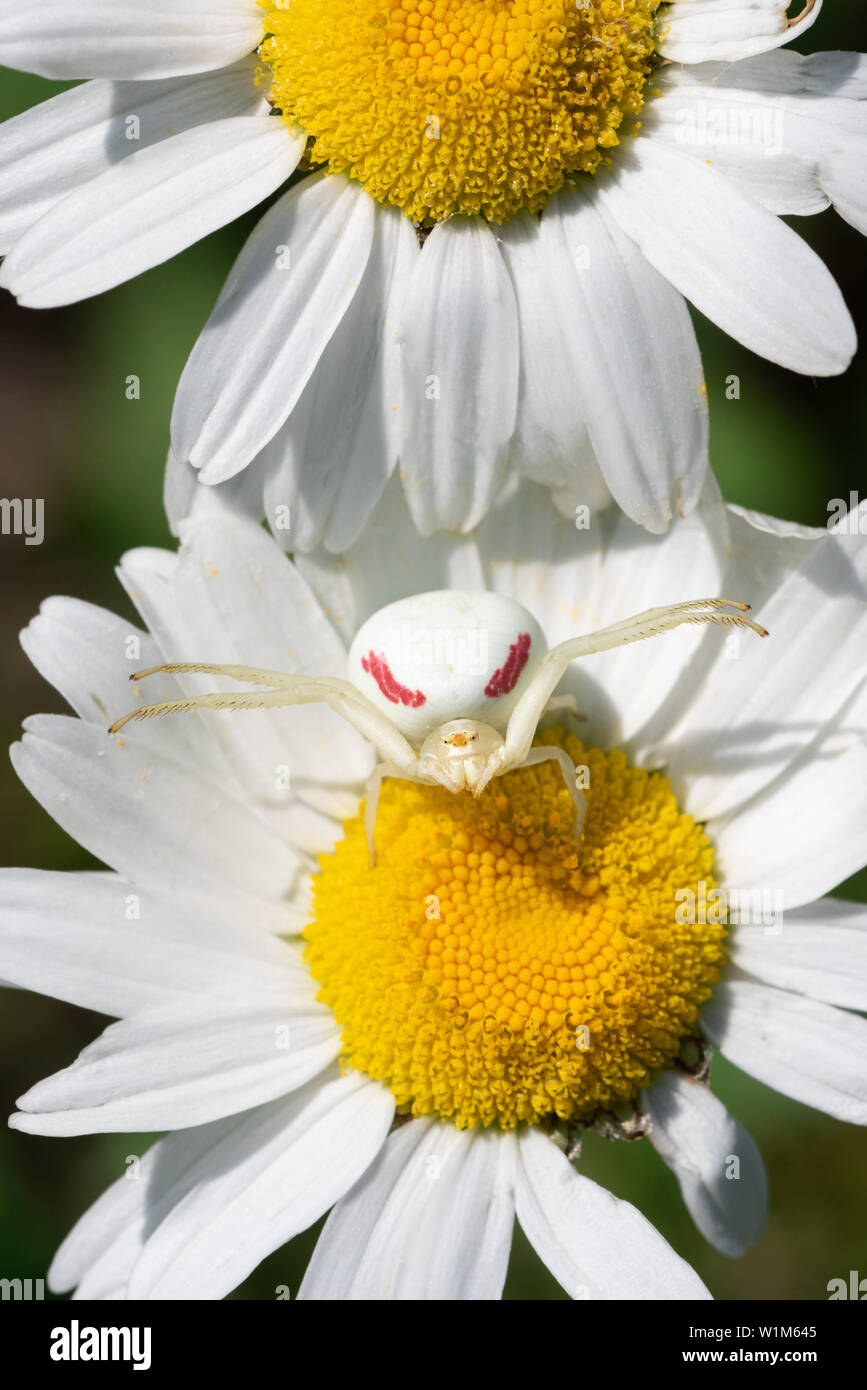 A Goldenrod Crab Spider sits on an invasive Oxeye Daisy waiting for prey to arrive at Carden Alvar Provincial Park in Ontario, Canada. Stock Photo