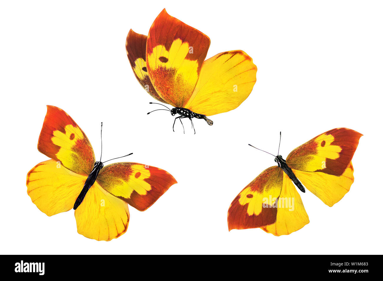 set of colored butterflies isolated on white background Stock Photo - Alamy