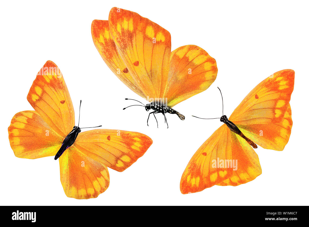 set of colored butterflies isolated on white background Stock Photo - Alamy