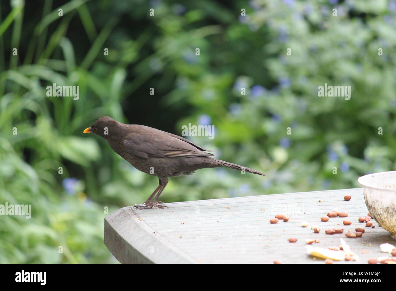 Male blackbird on a plastic bird table with peanuts, bread and water bowl in a garden in Wimbledon, South London, UK Stock Photo