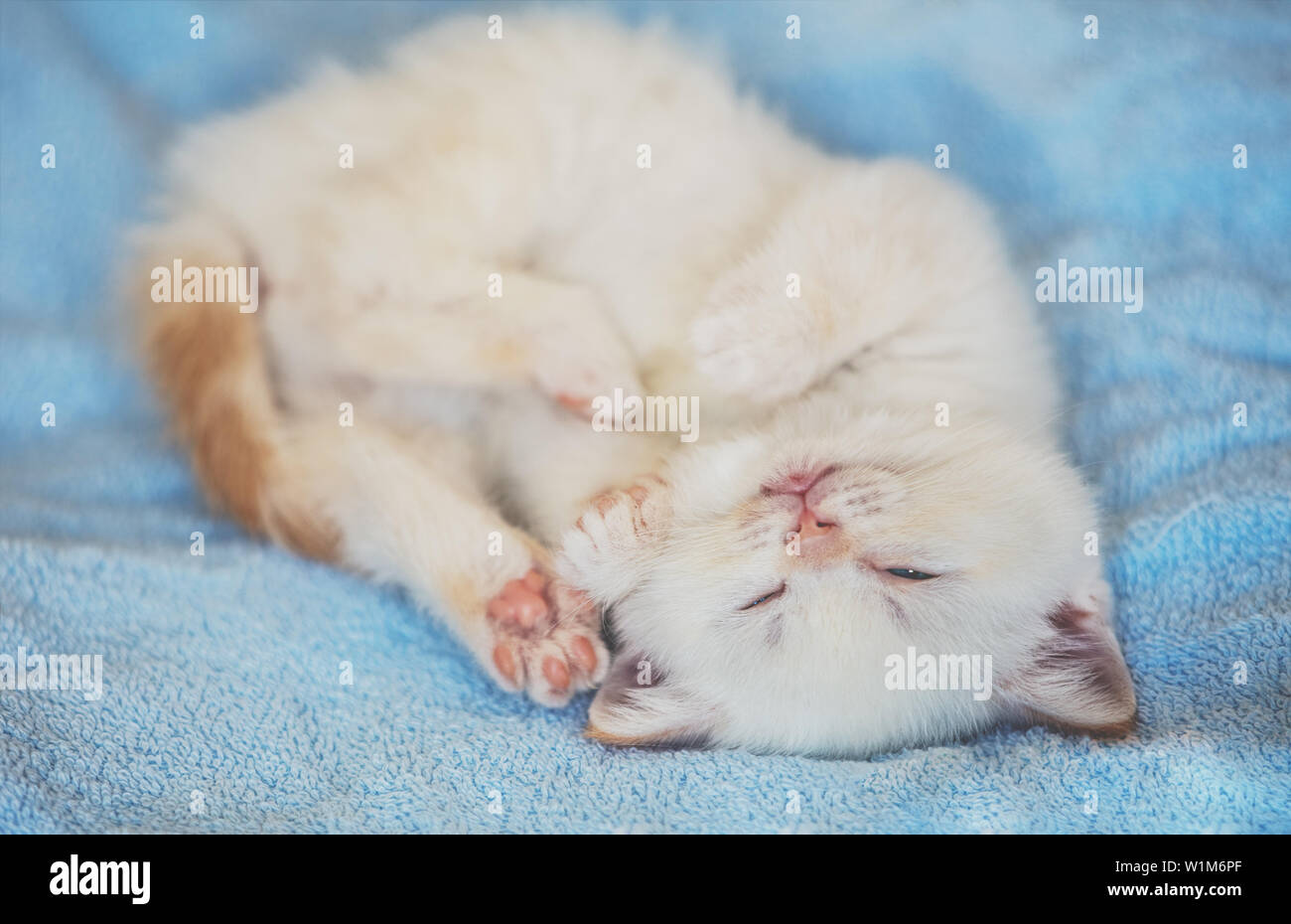 Happy cute little kitten sleeping on a soft blue blanket Stock Photo ...
