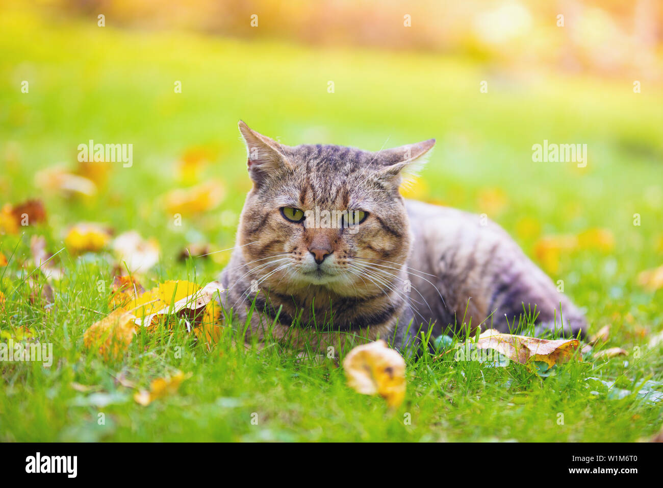 Happy cat lying down grass hi-res stock photography and images - Alamy