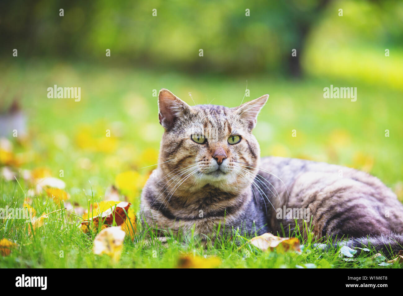 Happy cat lying down grass hi-res stock photography and images - Alamy