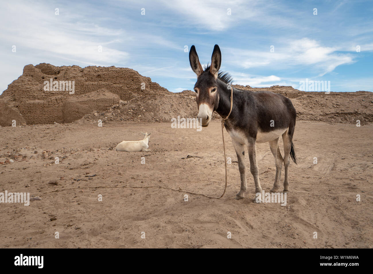 Donkey on an archeological site on Sai Island near Abri in Sudan Stock Photo