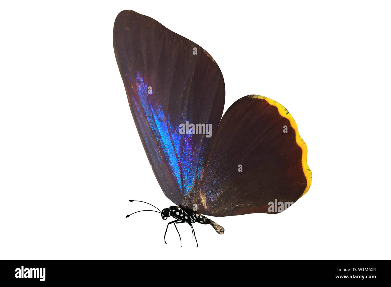 colorful butterfly isolated on white background Stock Photo - Alamy
