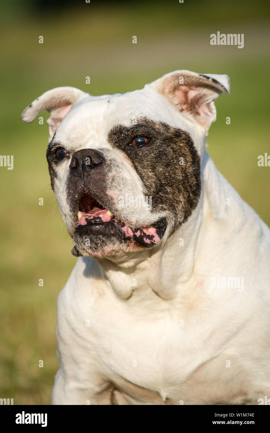 10 years old American Bulldog female, portrait Stock Photo