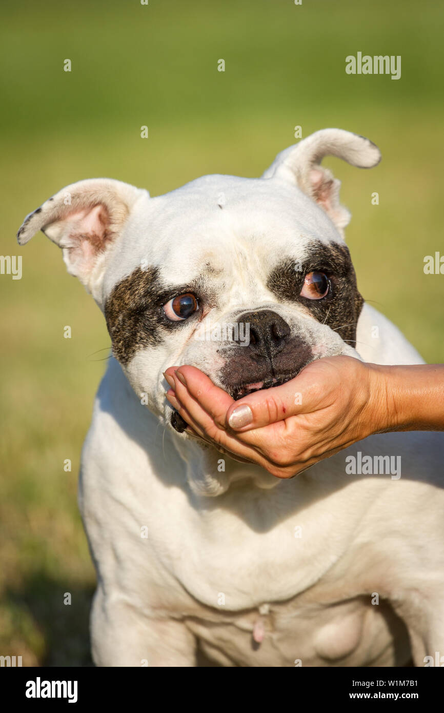 10 years old American Bulldog female, laying her head in the hands of her owner Stock Photo