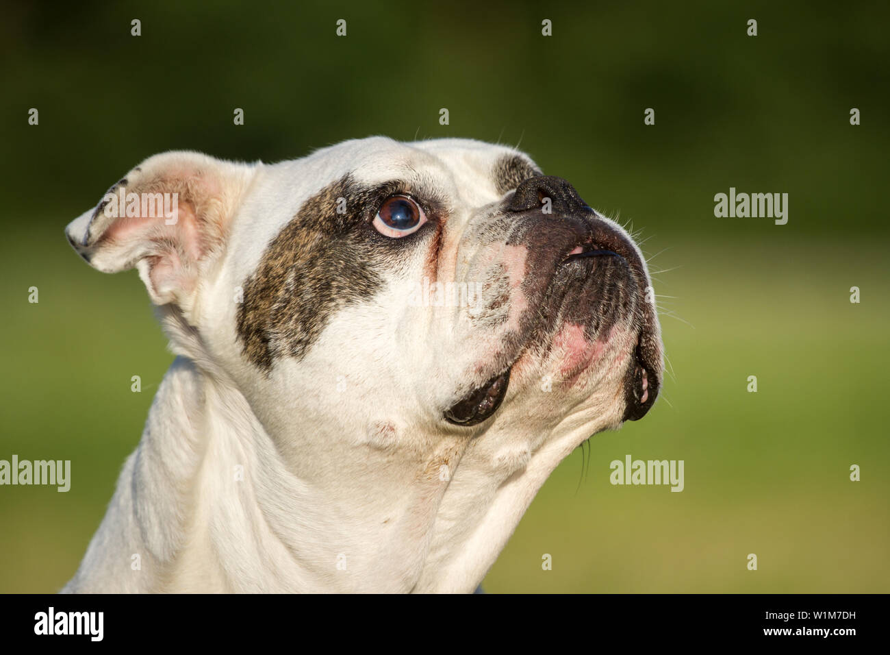 Premium Photo  English bulldog and american bully playing in the meadow.