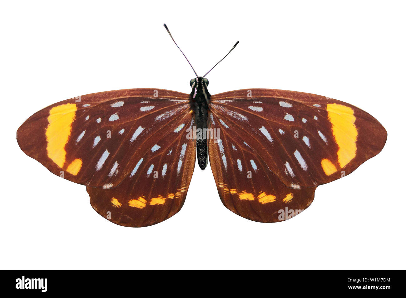 colorful butterfly isolated on white background Stock Photo - Alamy