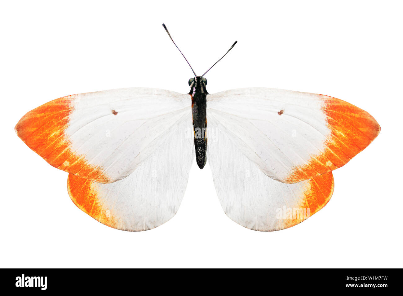 white butterfly with orange spots on the wings. isolated on white background Stock Photo Alamy
