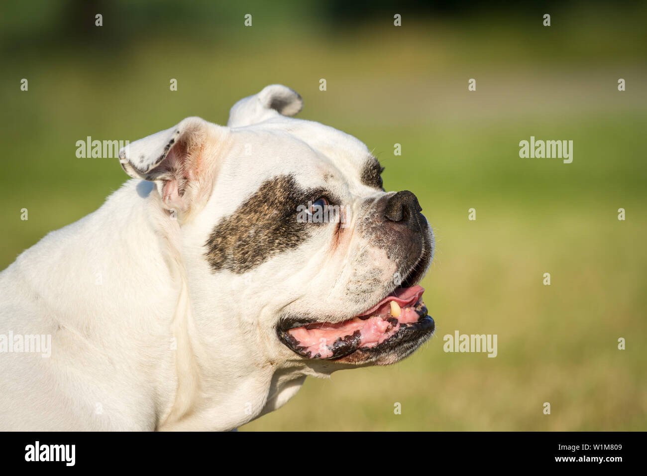 10 years old American Bulldog female, portrait Stock Photo