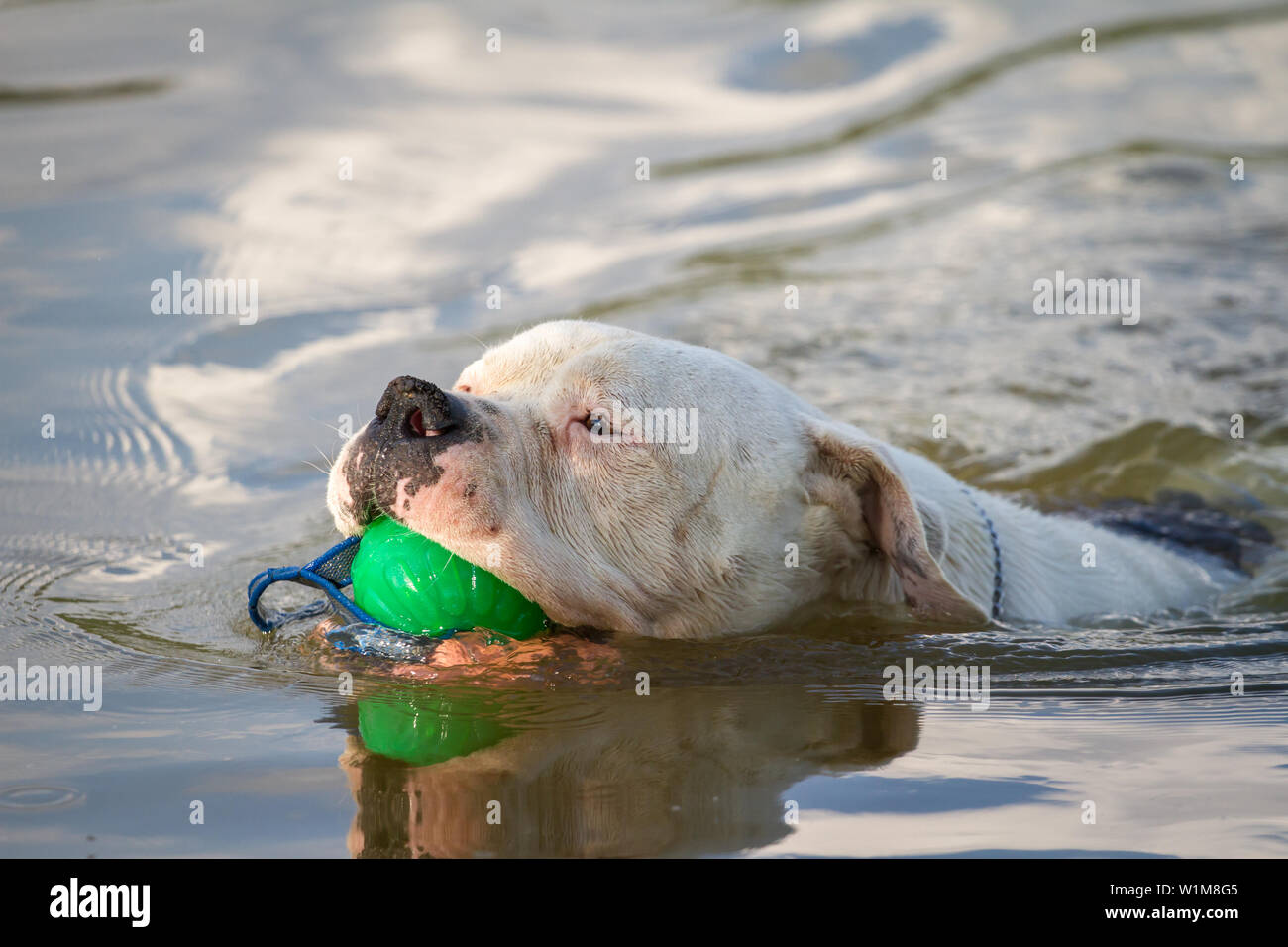American Bulldog swimming in the water and fetching a toy Stock Photo