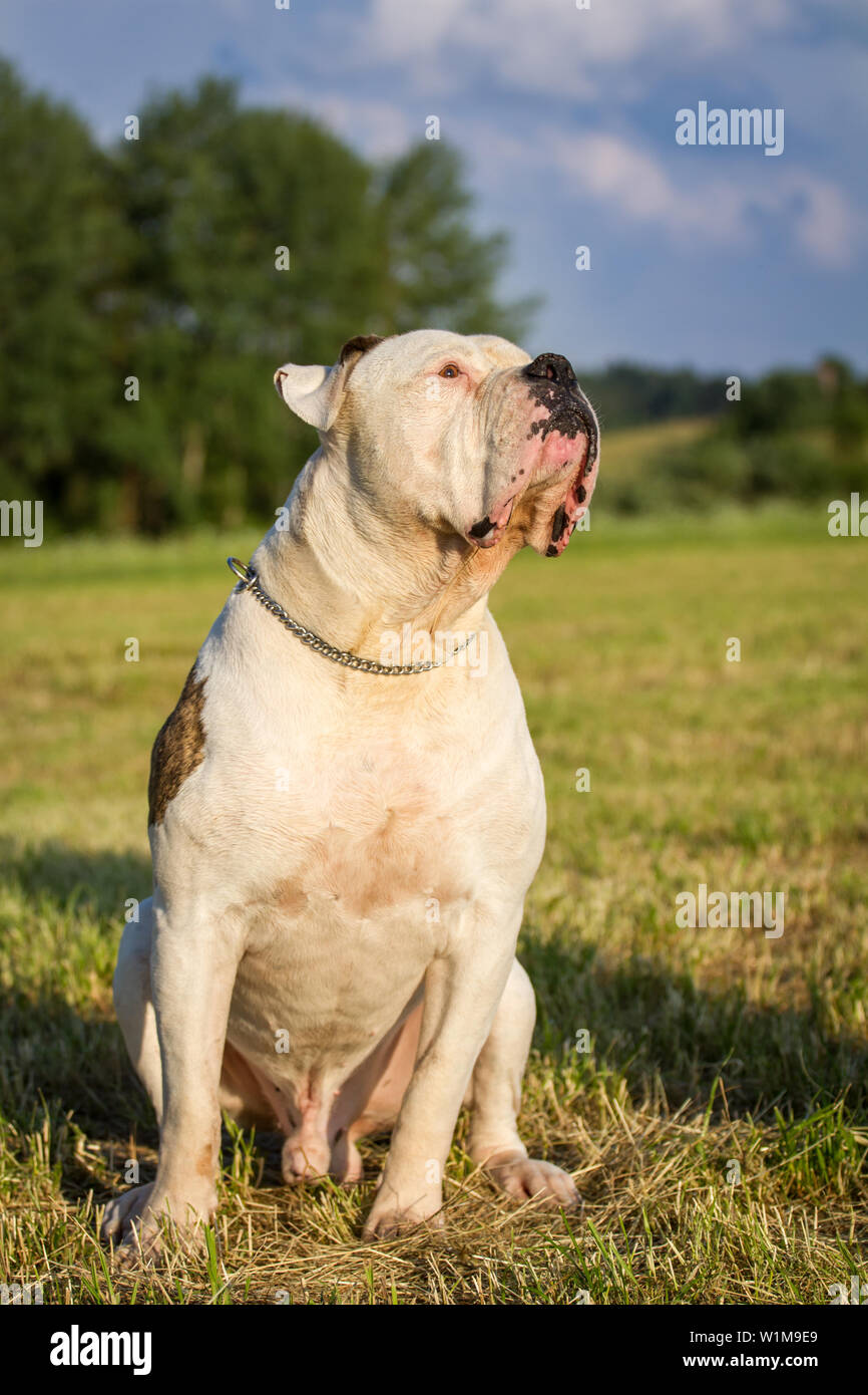 American Bulldog male dog sitting Stock Photo