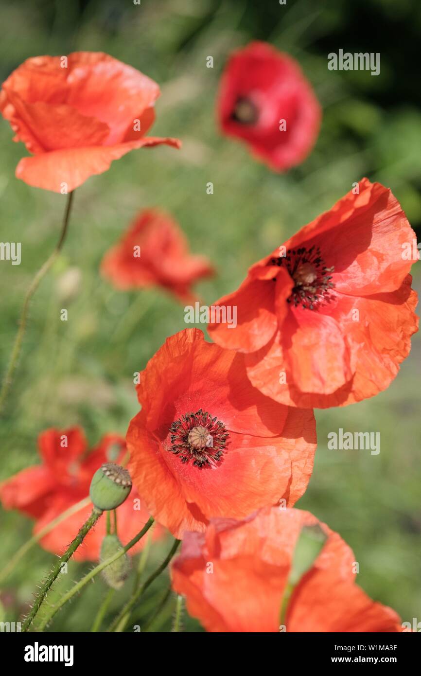 Remembrance Poppy, Red Poppies Stock Photo - Alamy