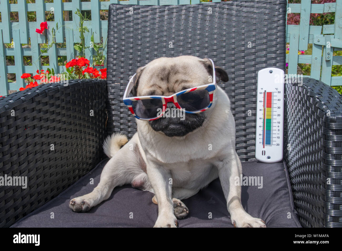 Pug dog sitting on chair in hot weather with a thermometer in the background. Stock Photo