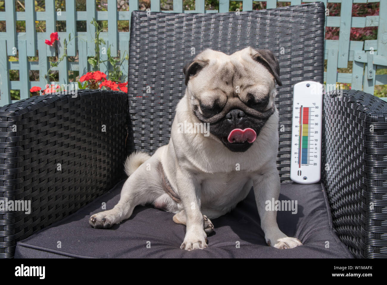 Pug dog sitting on chair, wearing sunglasses, panting,  in hot weather with a thermometer in the background. Stock Photo