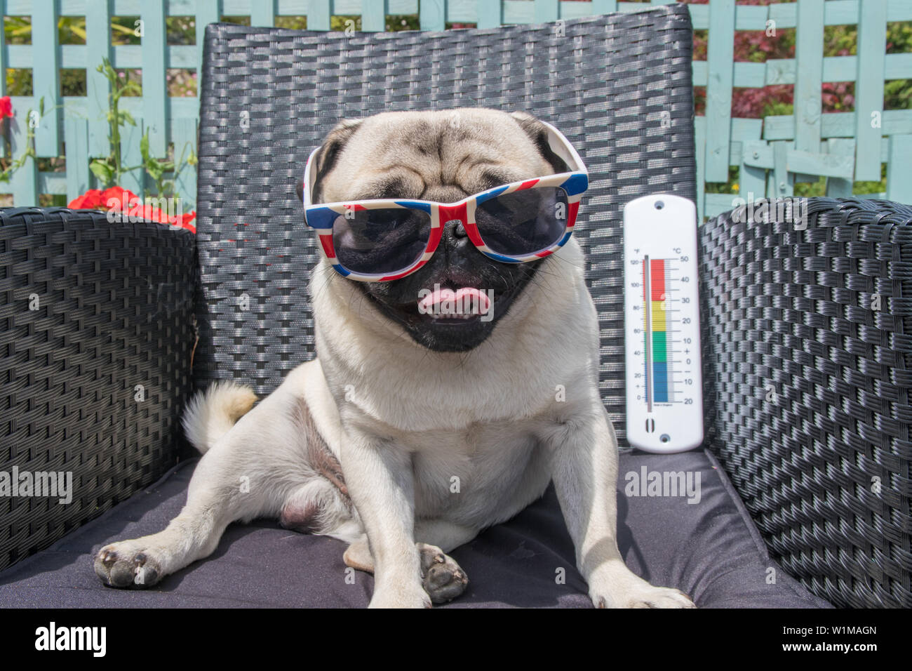 Pug dog sitting on chair, wearing sunglasses, panting,  in hot weather with a thermometer in the background. Stock Photo