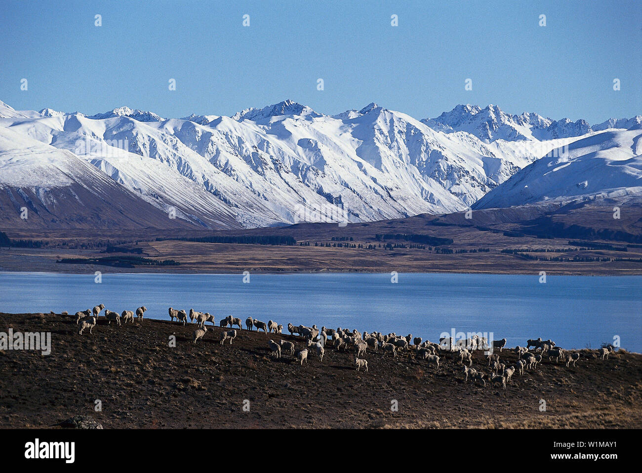 Lake Tekapo - South Island New Zealand Stock Photo - Alamy