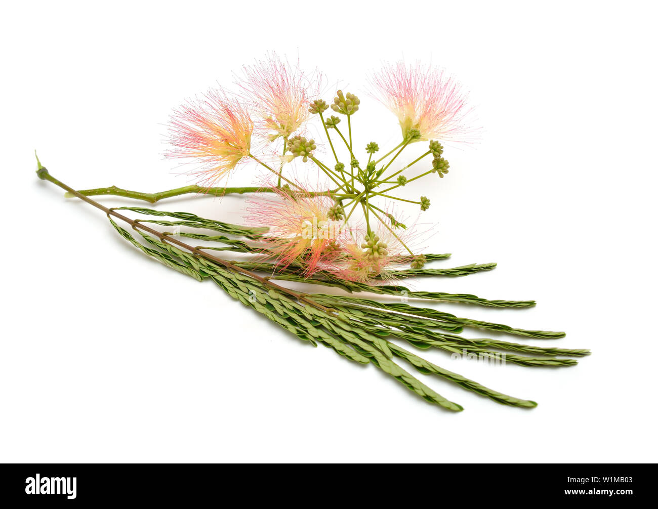Albizia julibrissin or Persian silk tree, pink silk tree. Isolated on white background. Stock Photo