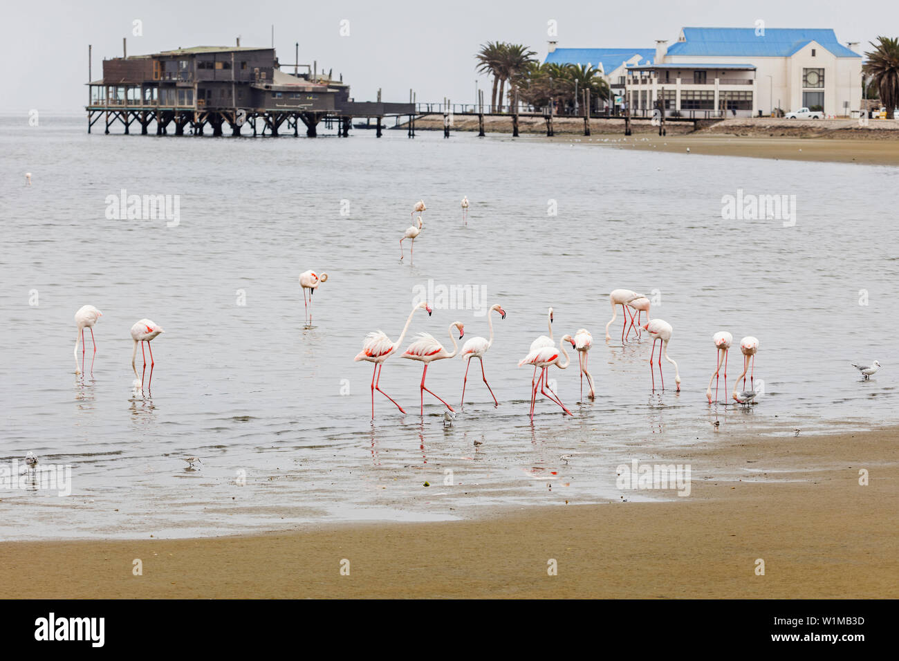 Flamingos on the beach hi-res stock photography and images - Alamy