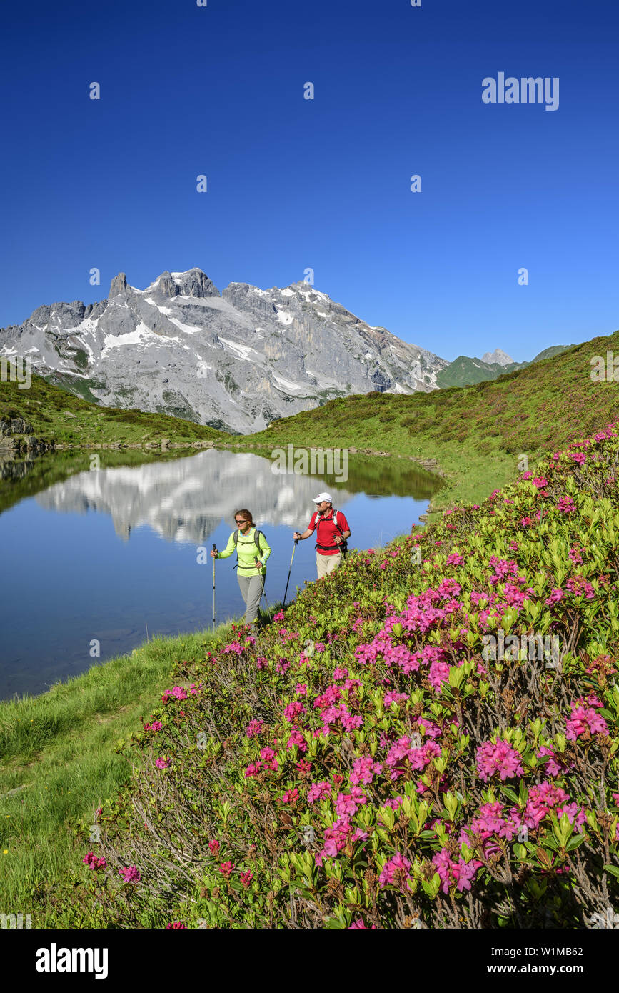 Woman and man hiking at mountain lake, alpine roses in blossom in foreground, Drei Tuerme and Drusenfluh in background, Raetikon, Vorarlberg, Austria Stock Photo