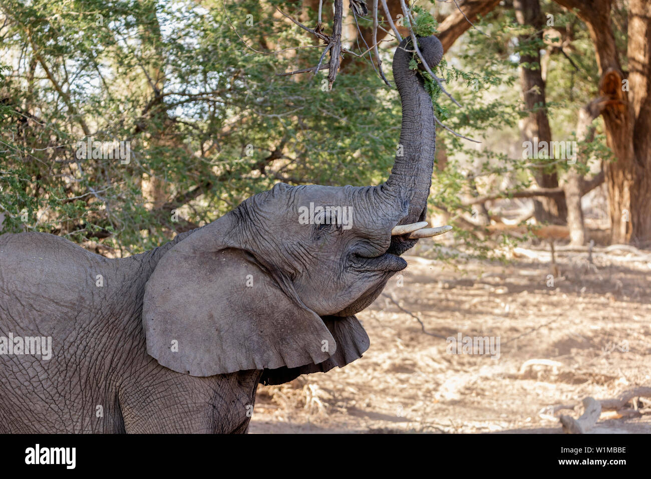 Plant eating animals hires stock photography and images Alamy