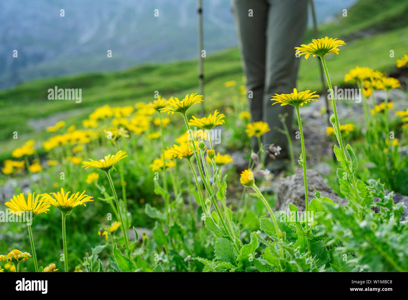 Yellow blooming Doronicum grandiflorum with person hiking in bac, Lechtal Alps, Tyrol, Austria Stock Photo