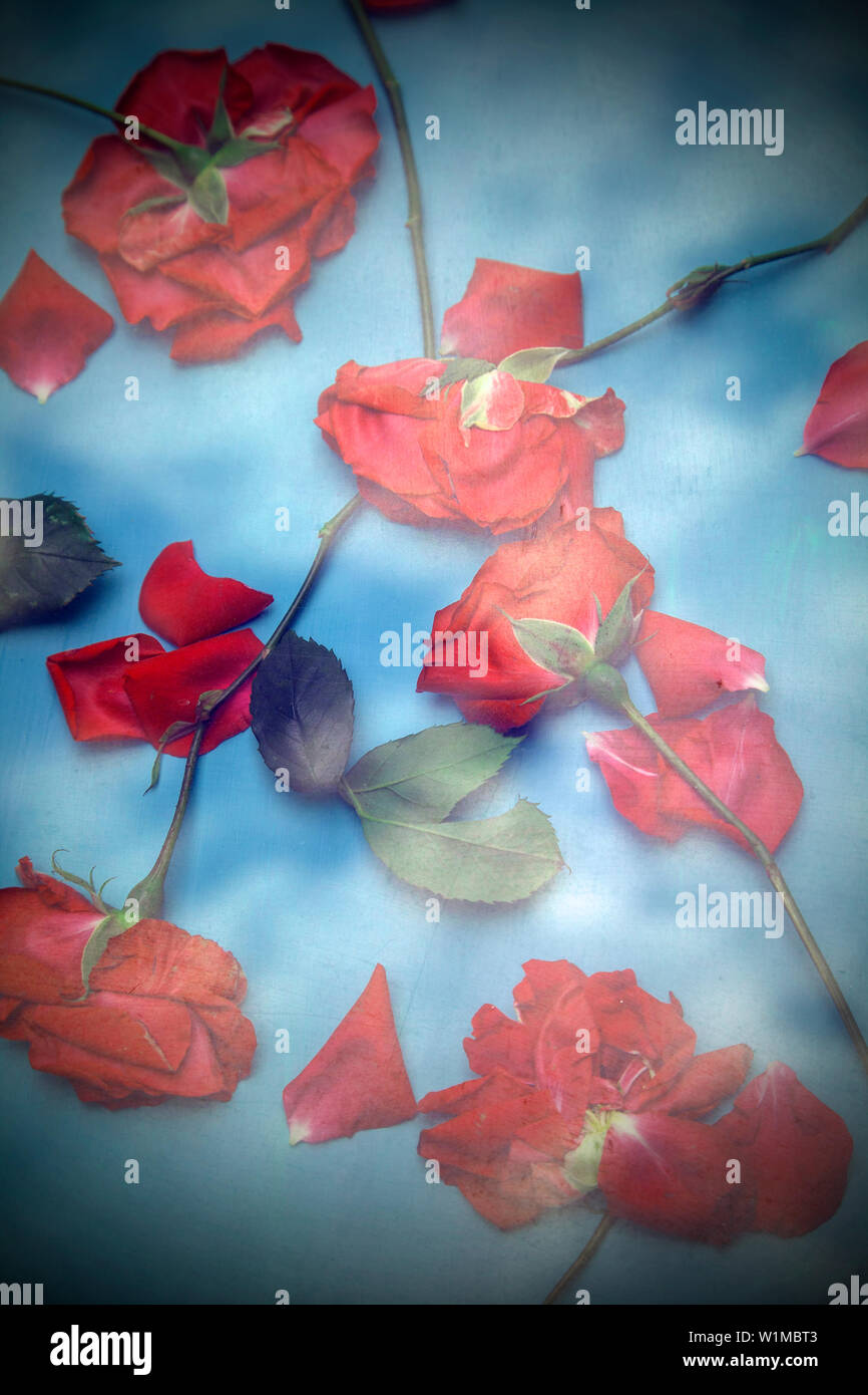 Roses With Sky Reflection Stock Photo - Alamy