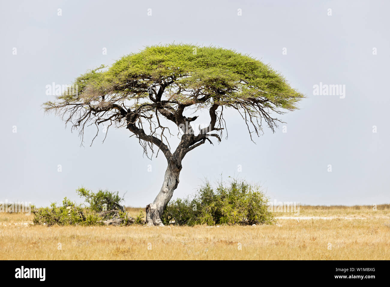 Mopane tree at Etosha National Park, Namibia, Africa Stock Photo