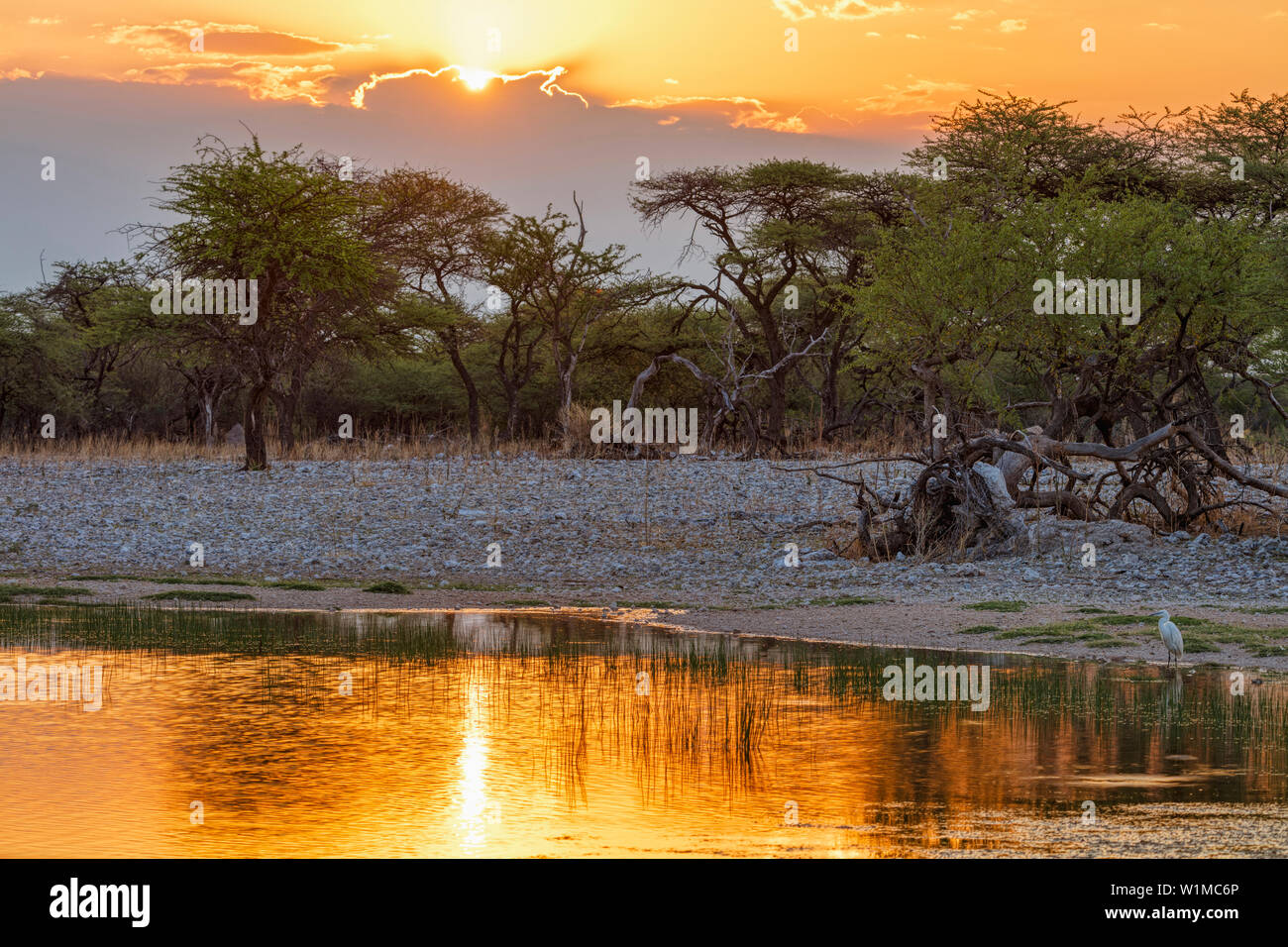 Africa waterhole sunset hi-res stock photography and images - Alamy