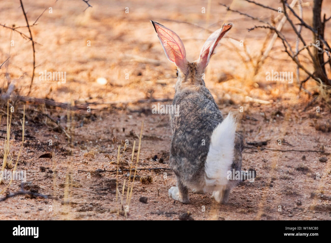 Cape hare at Okonjima Nature Reserve, Namibia, Africa Stock Photo