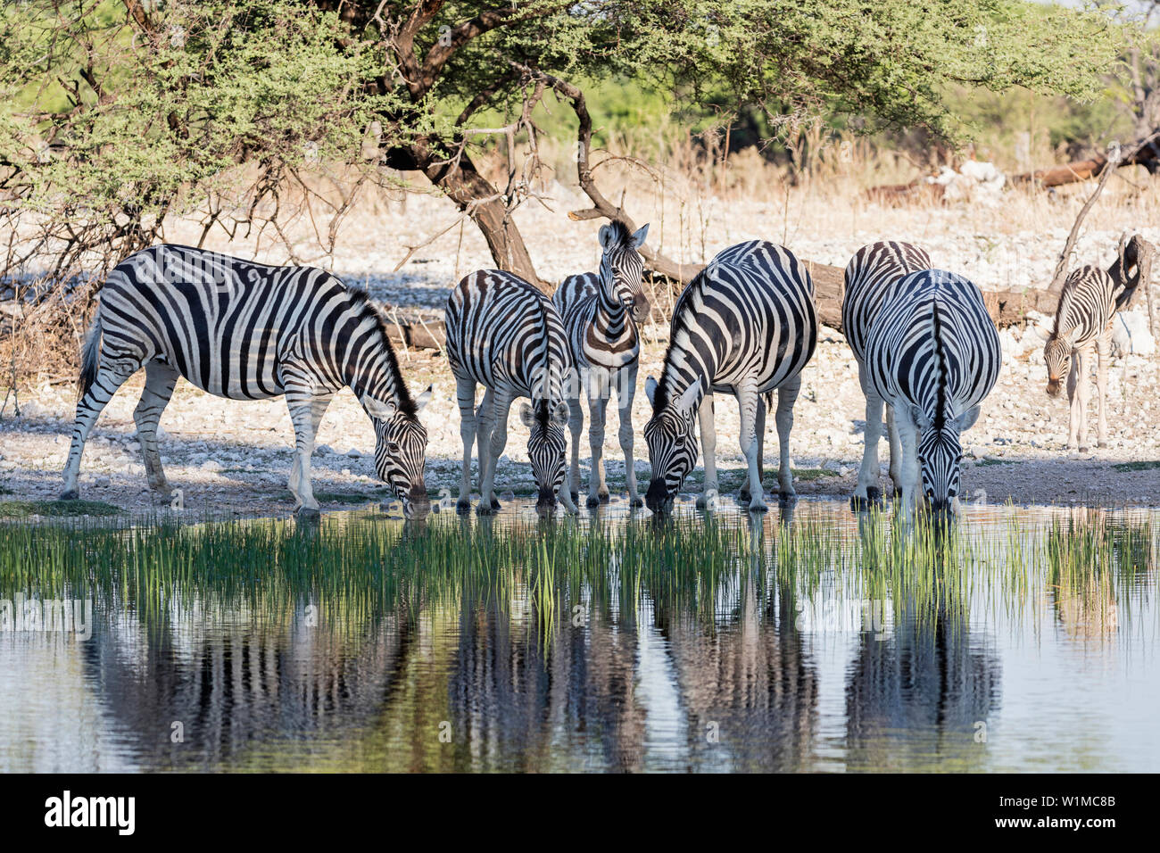 Group of zebra drinking at waterhole, Etosha National Park, Namibia, Africa Stock Photo