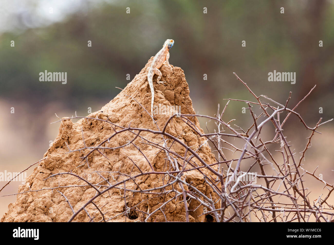 Rock Agama at Okonjima Nature Reserve, Namibia, Africa Stock Photo