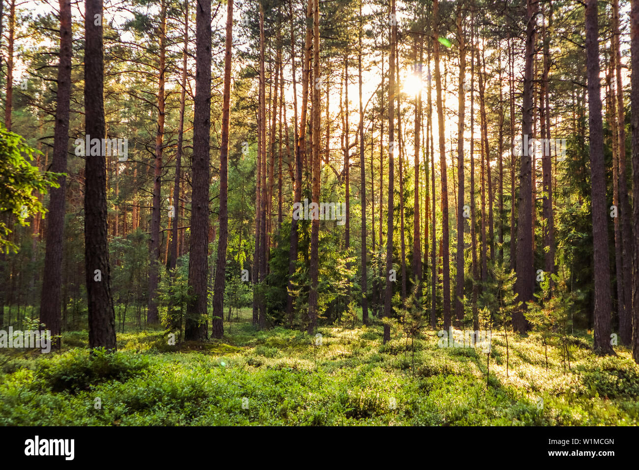 Sunlight on trees hi-res stock photography and images - Alamy