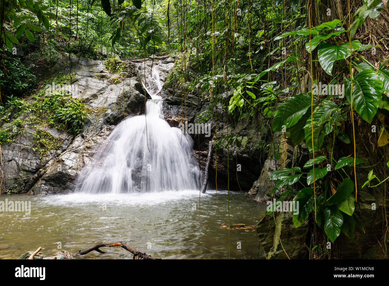 Tobago main ridge forest reserve hi-res stock photography and images - Alamy