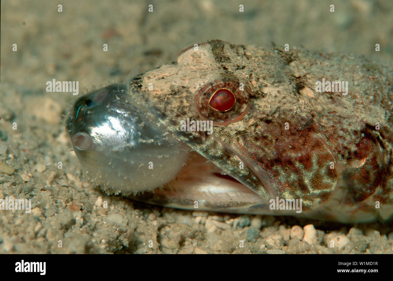 Eidechsenfisch frisst Kugelfisch, Reef lizardfish, Reef lizardfish eats pufferfish, Synodus variegatus, Arathron mappa Stock Photo