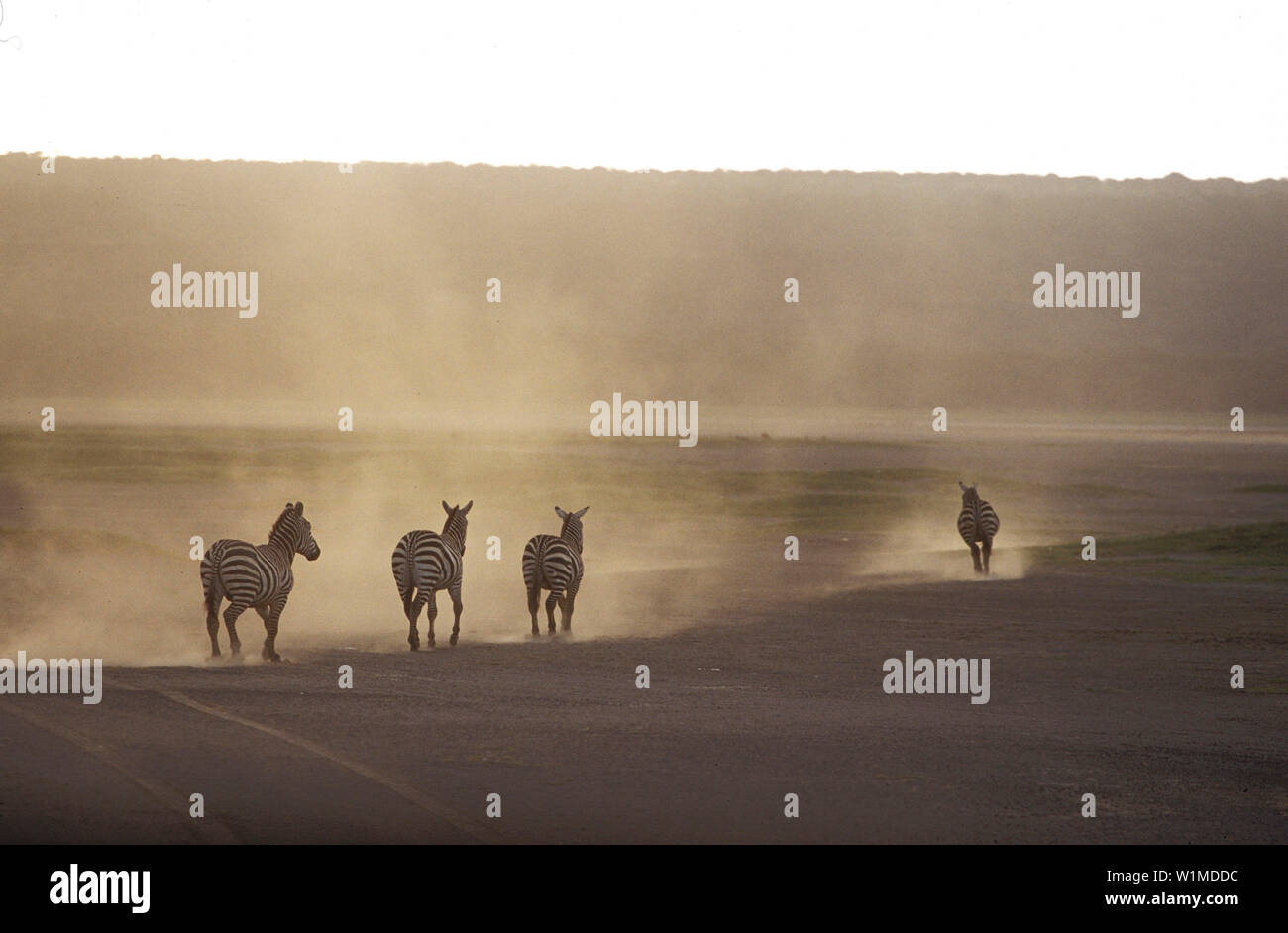 Running desert hi-res stock photography and images - Alamy