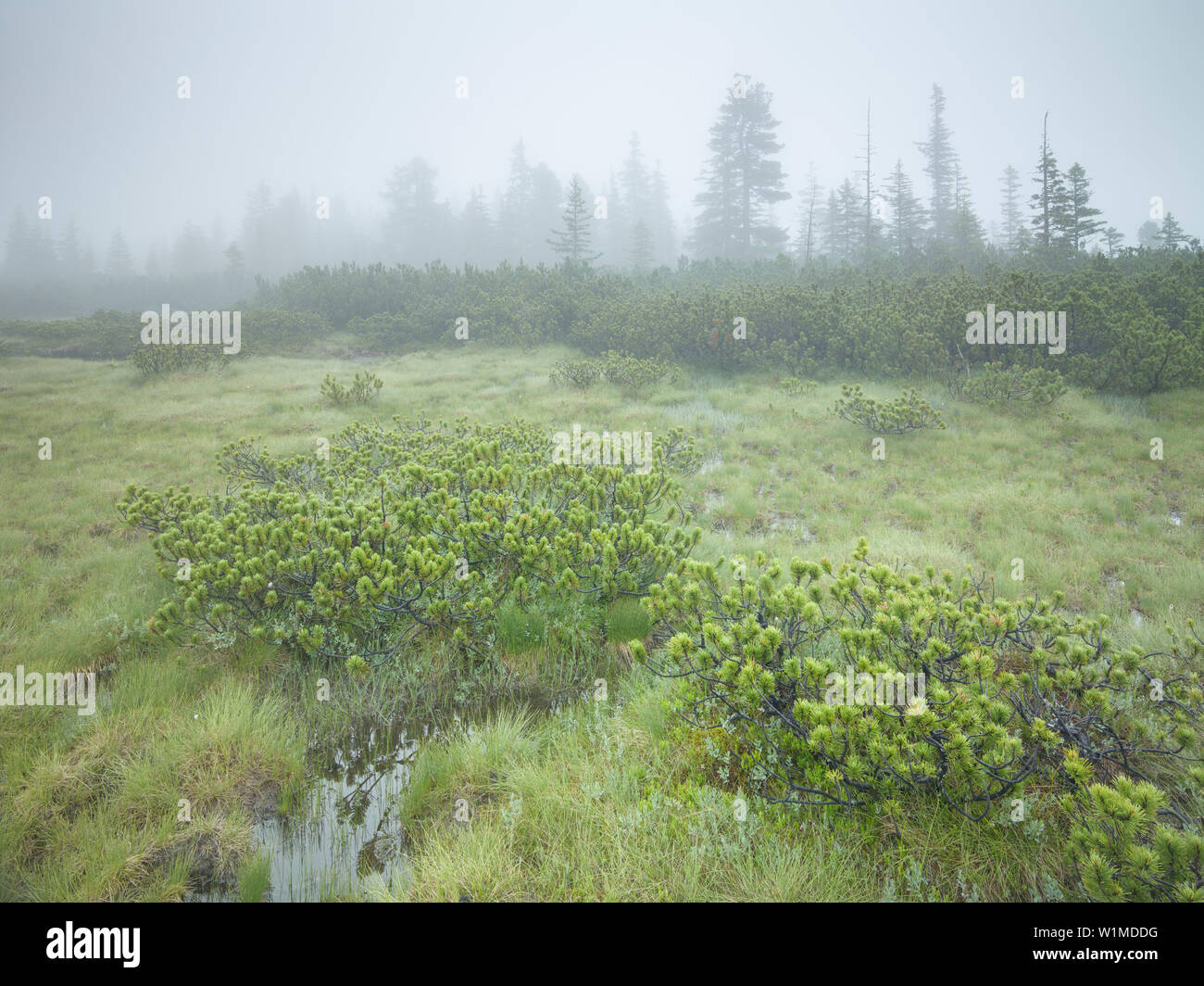 Latschen im Nebel, nature reserve Siebenmöser, Hochmoor, Hochkrimml, Gerlosplatte, Salzburg, Austria Stock Photo
