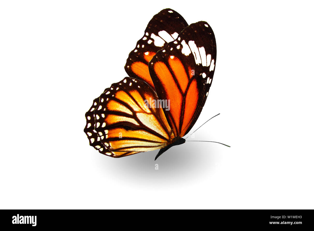 flying orange butterfly with shadow isolated on white background Stock