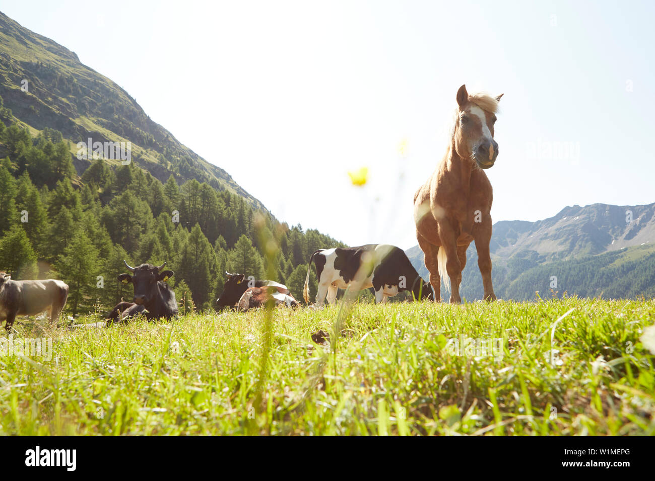 Horses in the grass hi-res stock photography and images - Alamy