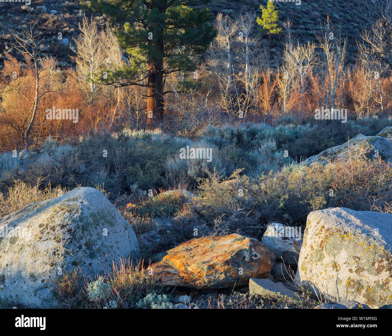 Stones and vegetation in the first light, Sierra Nevada, California, USA Stock Photo