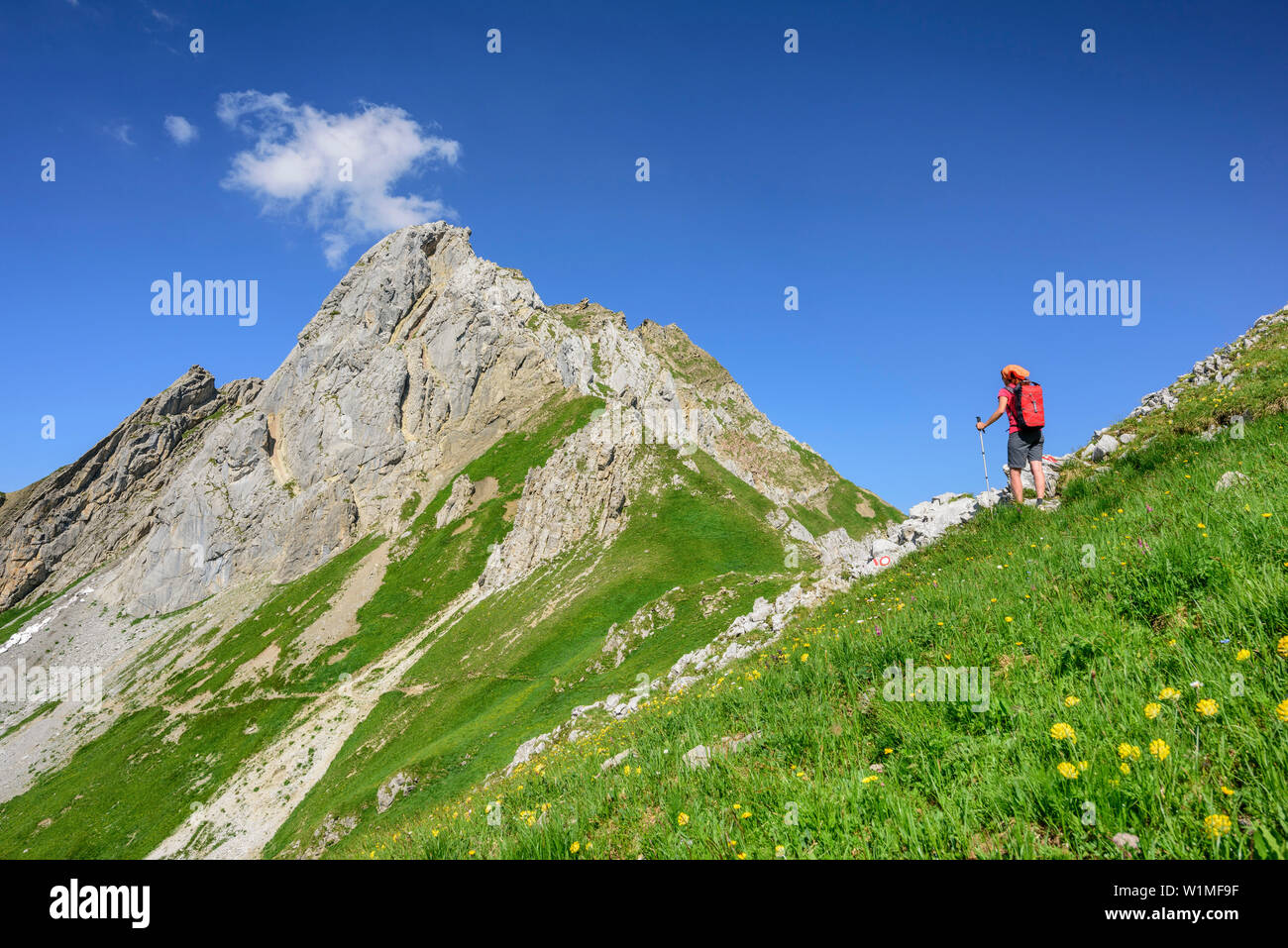 Woman hiking through meadow with flowers, rock spire in background, Lechtal Alps, Tyrol, Austria Stock Photo