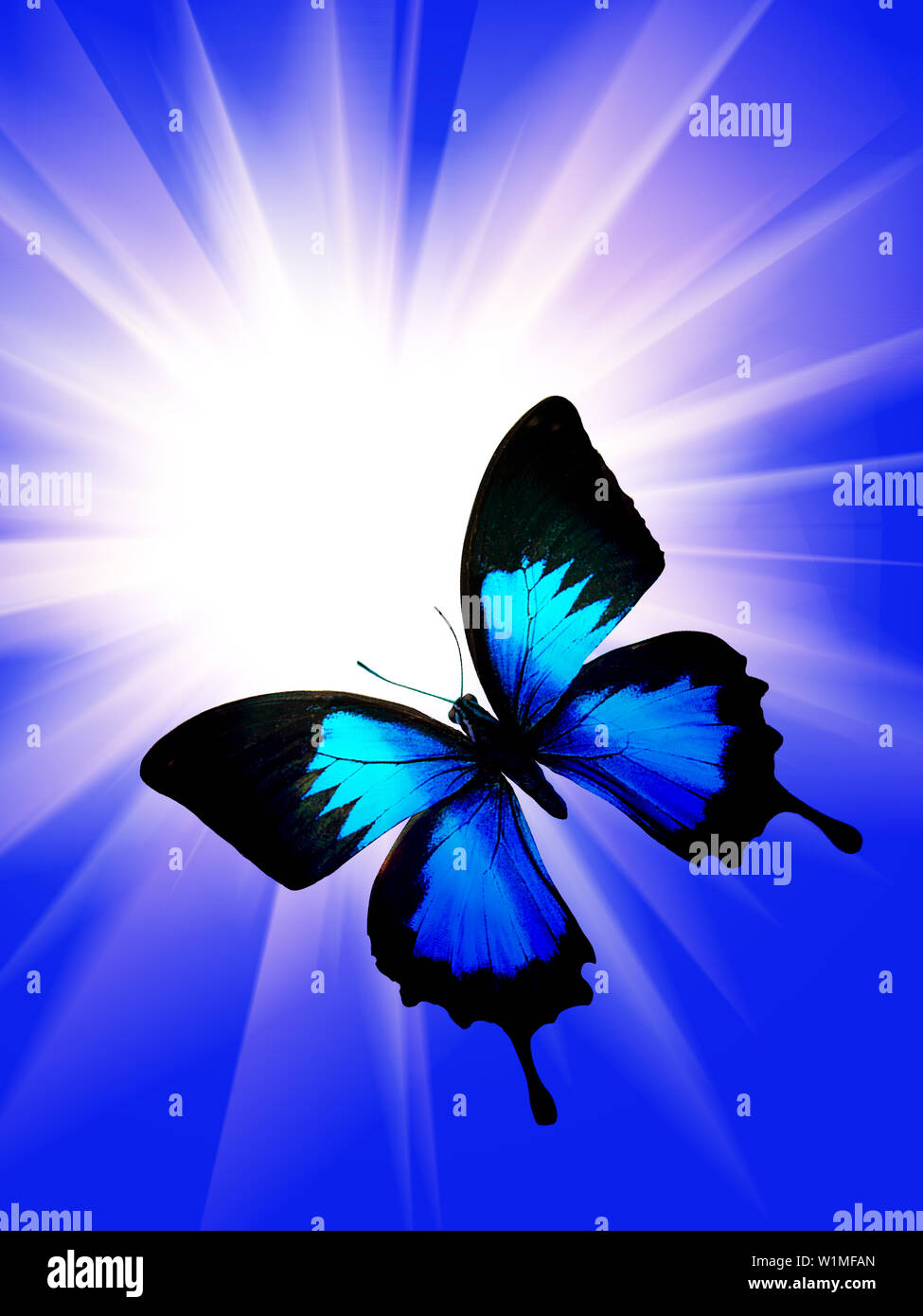 Bướm xanh bay: Quả thật, bướm luôn là biểu tượng sự nở rộ và sự phấn khích của cuộc sống. Cùng ngắm nhìn hình ảnh bướm xanh bay, vẻ đẹp ấy sẽ khiến bạn nhớ đến những khoảnh khắc đáng yêu nhất của cuộc đời.