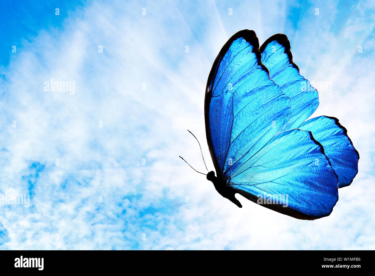 tropical flying blue butterfly with the sun against the sky Stock Photo -  Alamy