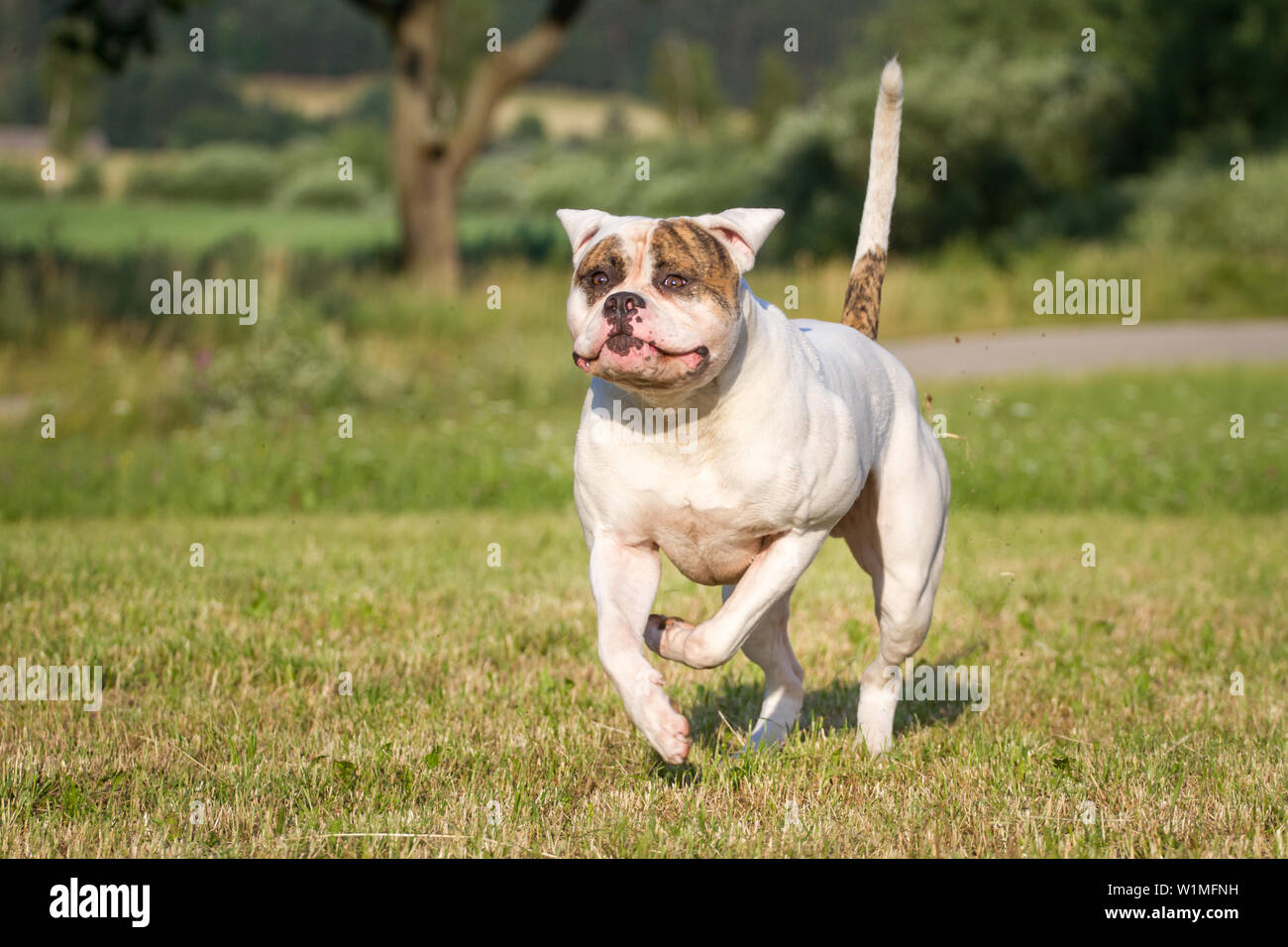 American Bulldog Running Stock Photo Alamy